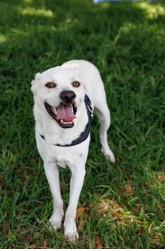 Eric Northman -  Great Pyrenees Dog for Adoption in Poplarville, Mississippi - Eric Northman | PetCurious