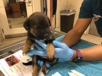 A1918524 -  German Shepherd Dog and Mixed Breed Dog for Adoption in Riverside, California - A1918524 | PetCurious