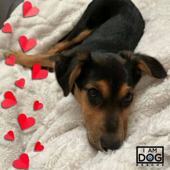 Australian Shepherd and Collie Dogs Available for Adoption - Dustin | PetCurious