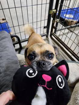 Hey Nova -  Pug Dog for Adoption in Germantown, Ohio - Hey Nova | PetCurious