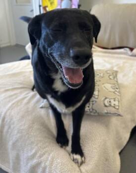 Border Collie and Mixed Breed Dogs Available for Adoption in Mount Pleasant, Iowa - Lola | PetCurious