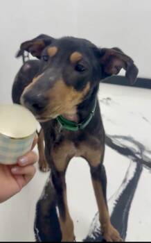 Doberman Pinscher Dogs Available for Adoption in Boulder, Colorado - Artemis | PetCurious