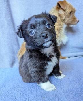 Tasha Yar -  Terrier Dog for Adoption in Vancouver, Washington - Tasha Yar | PetCurious
