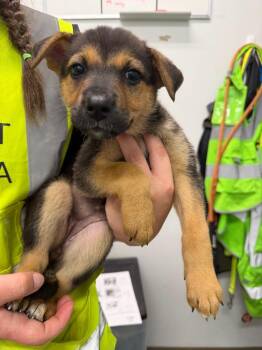 Ellesmere -  Husky and Labrador Retriever Dog for Adoption in Yellowknife, Northwest Territories - Ellesmere | PetCurious