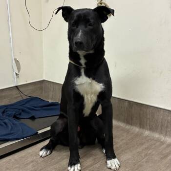 Taurus -  Pit Bull Terrier and German Shepherd Dog Dog for Adoption in Pasadena, California - Taurus | PetCurious