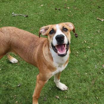 Rescue Labrador Retriever and Shepherd Dogs for Adoption in Austin, Texas - Harold JuM | PetCurious