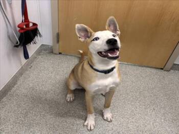 Siberian Husky and Labrador Retriever Dogs Available for Adoption - BLITZ | PetCurious