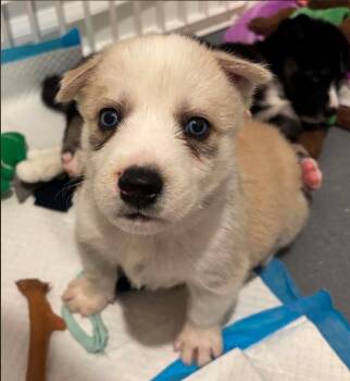 Cash -  Mixed Breed Dog for Adoption in Eutawville, South Carolina - Cash | PetCurious