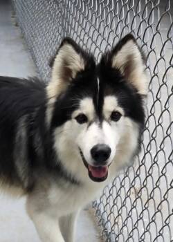 Rescue Alaskan Malamute Dogs for Adoption in Warwick, New York - Oddy | PetCurious