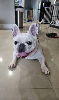 Rescue French Bulldog Dogs for Adoption in Sunrise, Florida - Bruno | PetCurious
