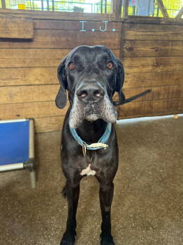 Rescue Great Dane Dogs for Adoption in Jupiter, Florida - Ij | PetCurious