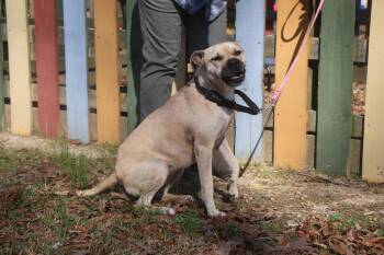 Boxer and Mixed Breed Dogs Available for Adoption in Brookhaven, Mississippi - Mardi 26 | PetCurious