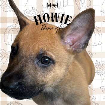 Rescue Terrier Dogs for Adoption in Dallas, Texas - Howie Dorough | PetCurious