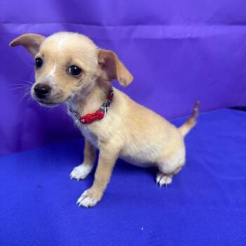 Dawn -  Chihuahua Dog for Adoption in North Myrtle Beach, South Carolina - Dawn | PetCurious