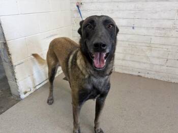 MURPHY -  Belgian Shepherd Malinois and German Shepherd Dog Dog for Adoption in San Bernardino, California - MURPHY | PetCurious