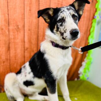 Hila -  Labrador Retriever and Great Dane Dog for Adoption in Lebanon, Missouri - Hila | PetCurious