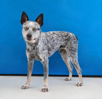 ONEILL -  Australian Cattle Dog Blue Heeler Dog for Adoption in Pasadena, California - ONEILL | PetCurious