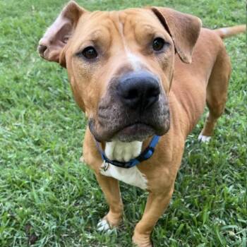 Nell -  Pit Bull Terrier Dog for Adoption in Martinez, California - Nell | PetCurious