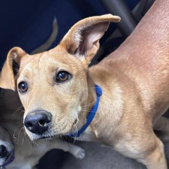 Mixed Breed Dogs Available for Adoption in Wantagh, New York - Cuddy | PetCurious