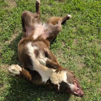 CT Navi -  Australian Shepherd and Mixed Breed Dog for Adoption in Eastford, Connecticut - CT Navi | PetCurious