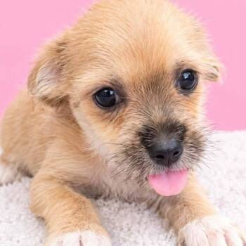 BUTTERCUP (out of town) -  Shih Tzu Dog for Adoption in New York, New York - BUTTERCUP (out Of Town) | PetCurious