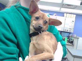 Chihuahua and Mixed Breed Dogs Available for Adoption - LOTTIE | PetCurious