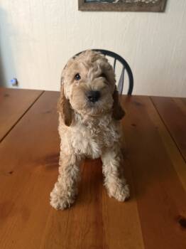 Teddy -  Cockapoo Dog for Sale in Salisbury, Maryland - Teddy | PetCurious