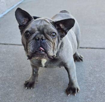 French Bulldog Dogs Available for Adoption - Gertrude | PetCurious