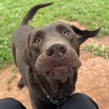Trapper -  Labrador Retriever Dog for Adoption in York, Pennsylvania - Trapper | PetCurious
