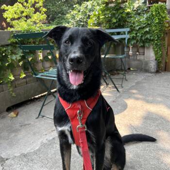 Rescue German Shepherd Dog Dogs for Adoption in New York, New York - Kody | PetCurious