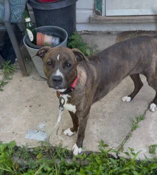 Phoenix -  Pit Bull Terrier Dog for Adoption in Kutztown, Pennsylvania - Phoenix | PetCurious