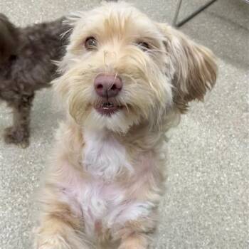 Clyde -  Poodle and Havanese Dog for Adoption in Prince Frederick, Maryland - Clyde | PetCurious
