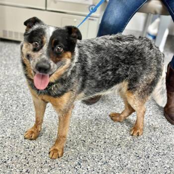 Arlo -  Australian Cattle Dog Blue Heeler Dog for Adoption in New York, New York - Arlo | PetCurious