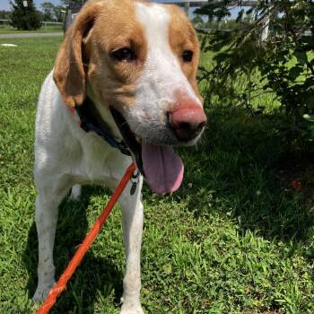 Allen -  Hound Dog for Adoption in Marshall, Virginia - Allen | PetCurious