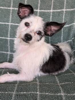 Holly -  Wirehaired Terrier Dog for Adoption in Baton Rouge, Louisiana - Holly | PetCurious