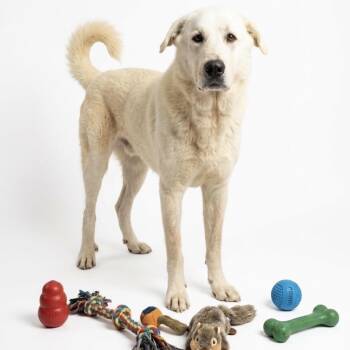 Charlie -  Great Pyrenees Dog for Adoption in Seguin, Texas - Charlie | PetCurious