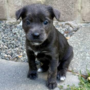 Sable -  Mixed Breed Dog for Adoption in Sonoma, California - Sable | PetCurious