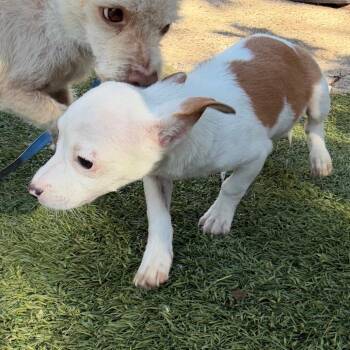 GORDY -  Chihuahua Dog for Adoption in Richmond, California - GORDY | PetCurious