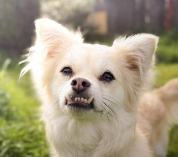 Nanda -  Spitz Dog for Adoption in San Ramon, California - Nanda | PetCurious