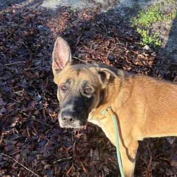 Mixed Breed Dogs Available for Adoption - Stetson | PetCurious