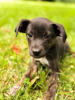 Alvin -  Mixed Breed Dog for Adoption in Gradyville, Kentucky - Alvin | PetCurious