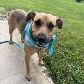 Sadie -  Mixed Breed Dog for Adoption in Canal Winchester, Ohio - Sadie | PetCurious