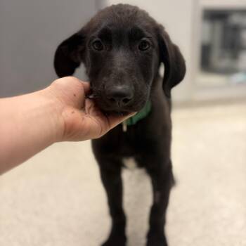 Fuji -  Mixed Breed Dog for Adoption in Cooperstown, New York - Fuji | PetCurious