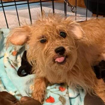 Mama Molly Weasley -  Mixed Breed and Yorkshire Terrier Dog for Adoption in Rockville, Maryland - Mama Molly Weasley | PetCurious
