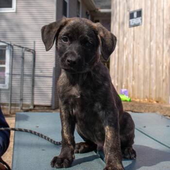 Mixed Breed Dogs Available for Adoption in Madison, Wisconsin - Willy | PetCurious