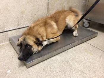 BEAU -  German Shepherd Dog and Mixed Breed Dog for Adoption in Riverside, California - BEAU | PetCurious
