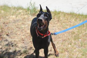 Doberman Pinscher Dogs Available for Adoption in Denver, Colorado - Heaven | PetCurious