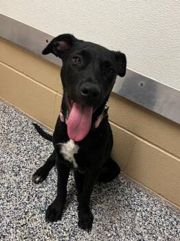 Lena -  Mixed Breed Dog for Adoption in Fort Collins, Colorado - Lena | PetCurious