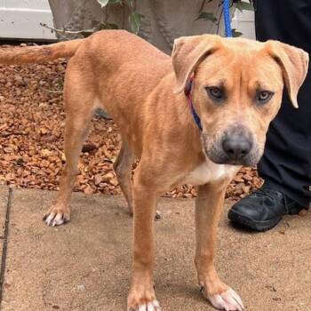 CHEVY-30780 -  Pit Bull Terrier Dog Available for Adoption in Memphis, Tennessee - CHEVY-30780 | PetCurious