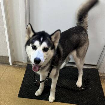 Enzo -  Husky and Mixed Breed Dog for Adoption in Naperville, Illinois - Enzo | PetCurious